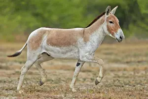 Asses: 80190318 Indian Wild Asses Wild Ass Sanctuary, Little