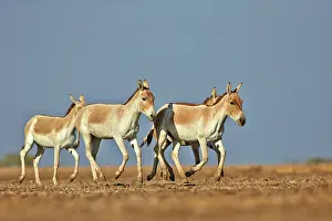 Asses: 80190319 Indian Wild Asses Wild Ass Sanctuary, Little