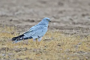 Harrier: 80190321 Montagu's Harrier - on the ground Wild