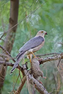 Shikra: 80190325 Shikra - with prey Wild Ass Sanctuary