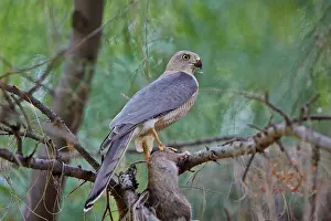Shikra: 80190326 Shikra - with prey Wild Ass Sanctuary