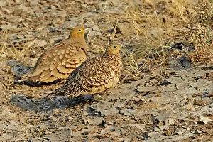 Bellied: 80190327 Black-bellied Sandgrouse - pair on ground