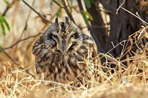 Eared: 80190329 Short-eared Owl - on ground Wild Ass Sanctuary