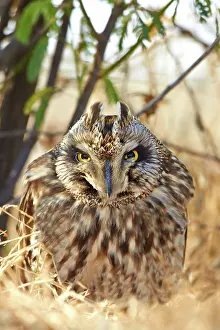 Eared: 80190330 Short-eared Owl - on ground Wild Ass Sanctuary