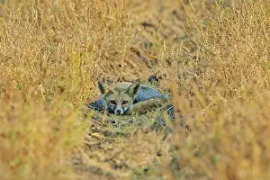 Footed: 80190331 Desert Fox / White-footed Fox - resting