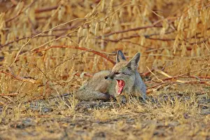 Bengal: 80190332 Indian / Bengal Fox Wild Ass Sanctuary