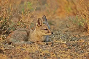 Bengal: 80190333 Indian / Bengal Fox Wild Ass Sanctuary