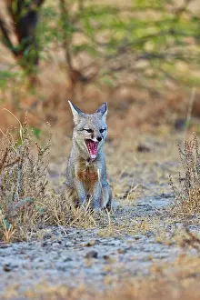 Bengal: 80190334 Indian / Bengal Fox Wild Ass Sanctuary
