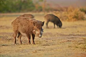 Boar: 80190335 Wild Boar / Wild Pig Wild Ass Sanctuary