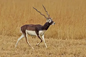 Blackbuck: 80190343 Blackbuck - male Blackbuck National Park