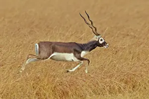 Blackbuck: 80190344 Blackbuck - male Blackbuck National Park