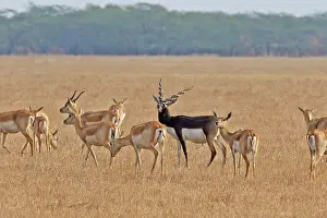 Blackbuck: 80190345 Blackbuck - male and female Blackbuck National