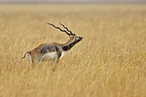 Blackbuck: 80190346 Blackbuck - male Blackbuck National Park