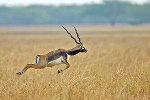Blackbuck: 80190347 Blackbuck - male Blackbuck National Park