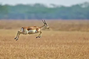Blackbuck: 80190348 Blackbuck - male Blackbuck National Park
