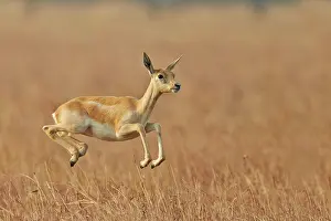 Blackbuck: 80190349 Blackbuck - female Blackbuck National Park