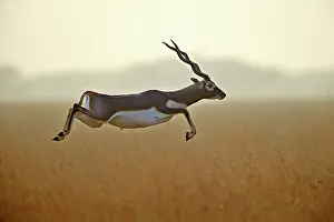 Blackbuck: 80190350 Blackbuck - male Blackbuck National Park