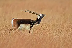 Smelling: 80190352 Blackbuck - male smelling female odours