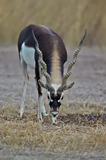 Blackbuck: 80190353 Blackbuck - male Blackbuck National Park