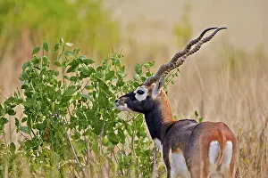 Blackbuck: 80190354 Blackbuck - male Blackbuck National Park
