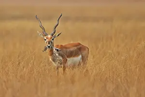 Blackbuck: 80190355 Blackbuck - male Blackbuck National Park