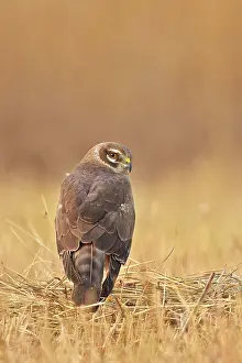 Harrier: 80190356 Montagu's Harrier - young female on the