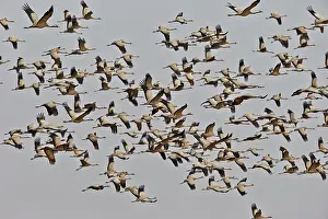 Blackbuck: 80190357 Common Crane - flock in flight Blackbuck
