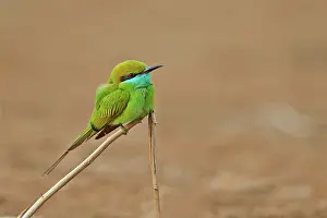 Eater: 80190358 Green Bee-eater / Little Green Bee Eater
