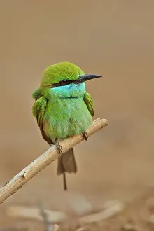Eater: 80190359 Green Bee-eater / Little Green Bee Eater