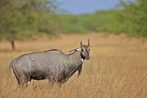 Nilgai: 80190360 Nilgai / Indian Bull / Blue Antelope -