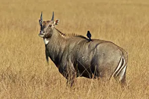 Nilgai: 80190361 Nilgai / Indian Bull / Blue Antelope -