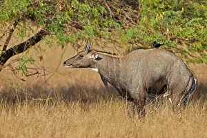 Nilgai: 80190362 Nilgai / Indian Bull / Blue Antelope -