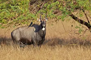 Nilgai: 80190363 Nilgai / Indian Bull / Blue Antelope -