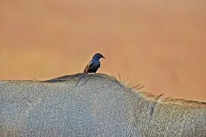 Nilgai: 80190364 Nilgai / Indian Bull / Blue Antelope -