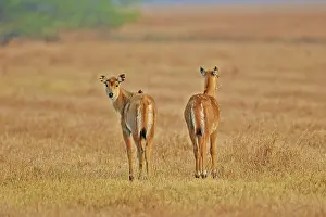 Nilgai: 80190365 Nilgai / Indian Bull / Blue Antelope -