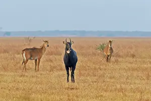 Nilgai: 80190366 Nilgai / Indian Bull / Blue Antelope -