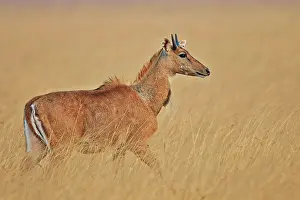 Nilgai: 80190367 Nilgai / Indian Bull / Blue Antelope -