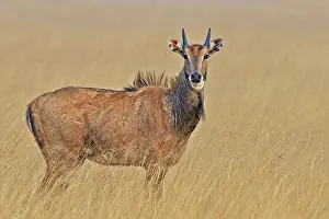 Nilgai: 80190368 Nilgai / Indian Bull / Blue Antelope -
