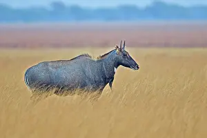 Nilgai: 80190369 Nilgai / Indian Bull / Blue Antelope -