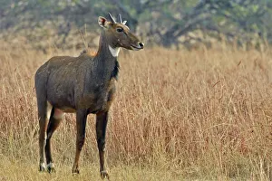 Nilgai: 80190370 Nilgai / Indian Bull / Blue Antelope -