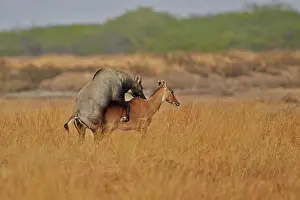 Nilgai: 80190371 Nilgai / Indian Bull / Blue Antelope -