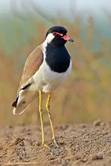 Wattled: 80190372 Red-wattled Lapwing Blackbuck National