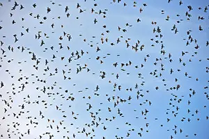 Millions: 80190373 Brambling - flock - gathering of millions