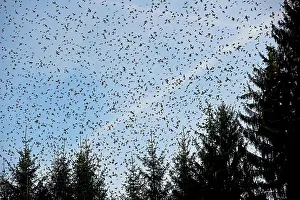 Millions: 80190374 Brambling - flock - gathering of millions