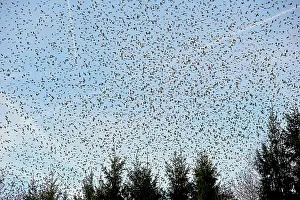 Millions: 80190375 Brambling - flock - gathering of millions