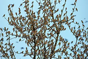 Millions: 80190376 Brambling - flock - gathering of millions