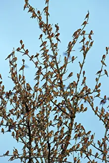 Millions: 80190377 Brambling - flock - gathering of millions