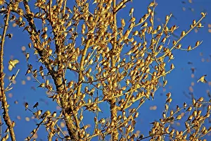 Millions: 80190378 Brambling - flock - gathering of millions