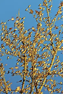 Millions: 80190379 Brambling - flock - gathering of millions