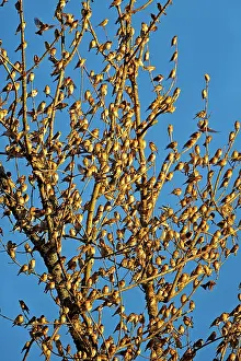 Millions: 80190380 Brambling - flock - gathering of millions